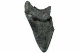 Partial Fossil Megalodon Tooth - South Carolina #307682-1